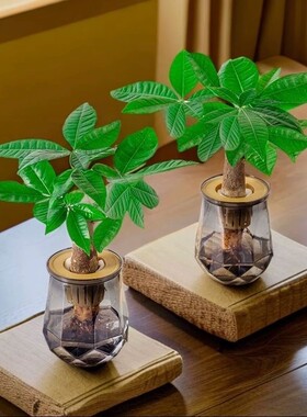 发财树水培植物室内盆栽办公室客厅花卉绿植四季好养老桩桌面盆景