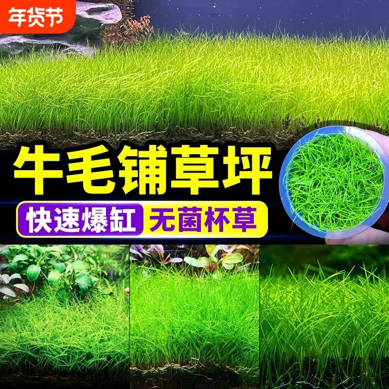 迷你牛毛水草鱼缸专用造景草坪草皮前景草矮珍珠真草植物无菌淡水,宠物/宠物食品及用品,水草,淘宝优惠券,粉丝福利购,淘宝优惠卷