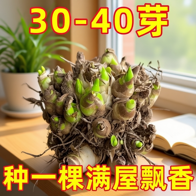 重瓣晚香玉种球大花|千人加购