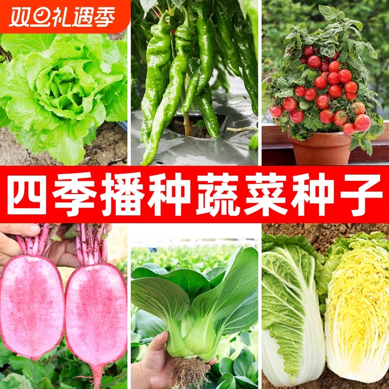 蔬菜种子四季播盆栽阳台庭院香菜生菜菠菜小葱简单秋易种籽孑大全