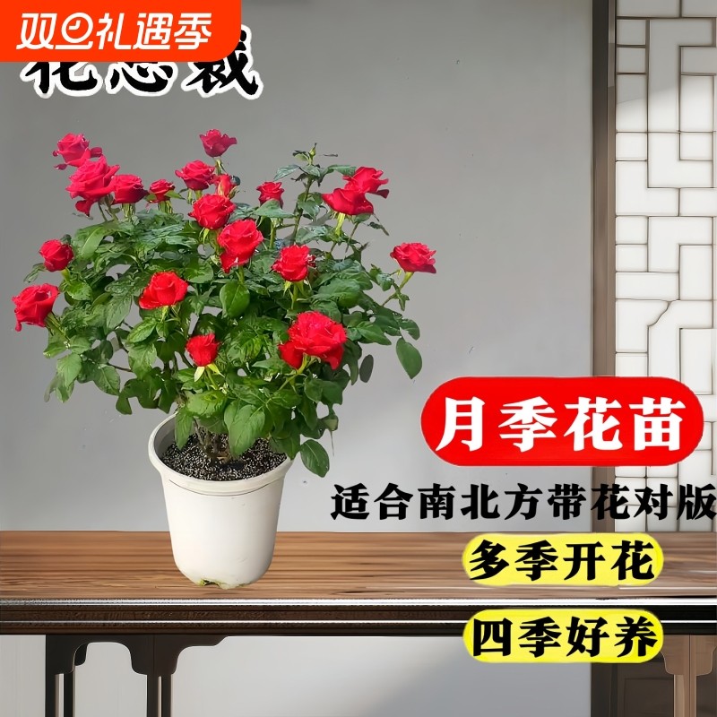 月季果汁阳台月季花苗树盆栽老桩绿植物室内花易活玫瑰带花苞庭院