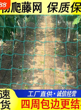 攀爬网蔬菜瓜果爬藤网
