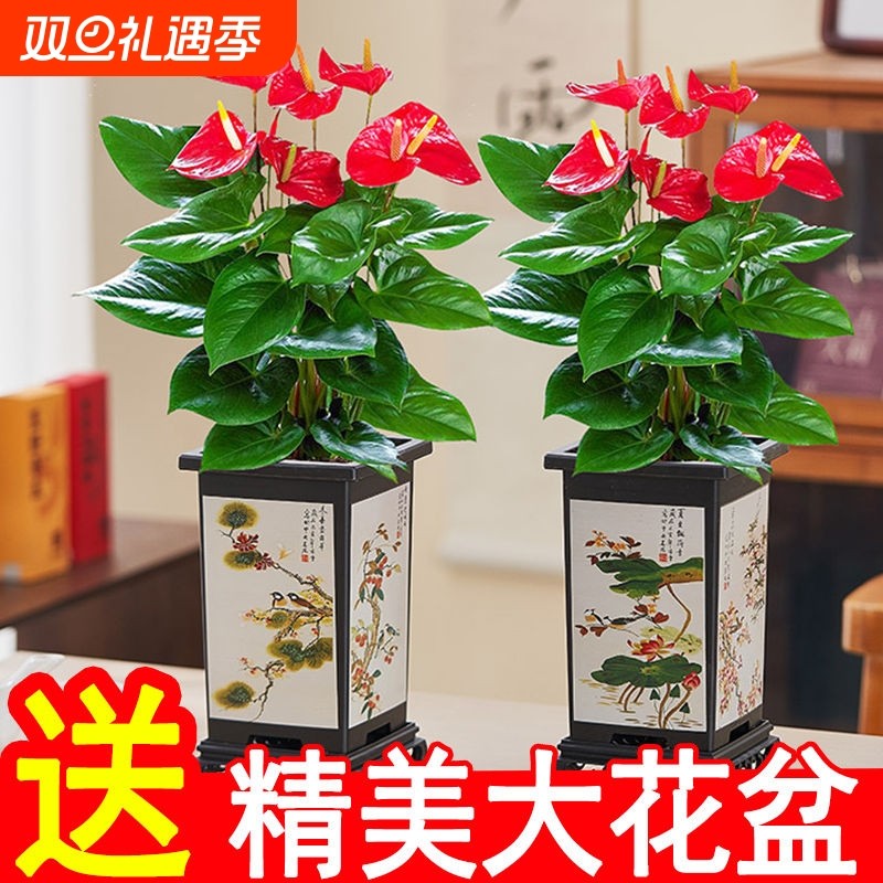 红掌盆栽室内绿植花卉四季好养活净化空气客厅盆景桌面耐阴大花