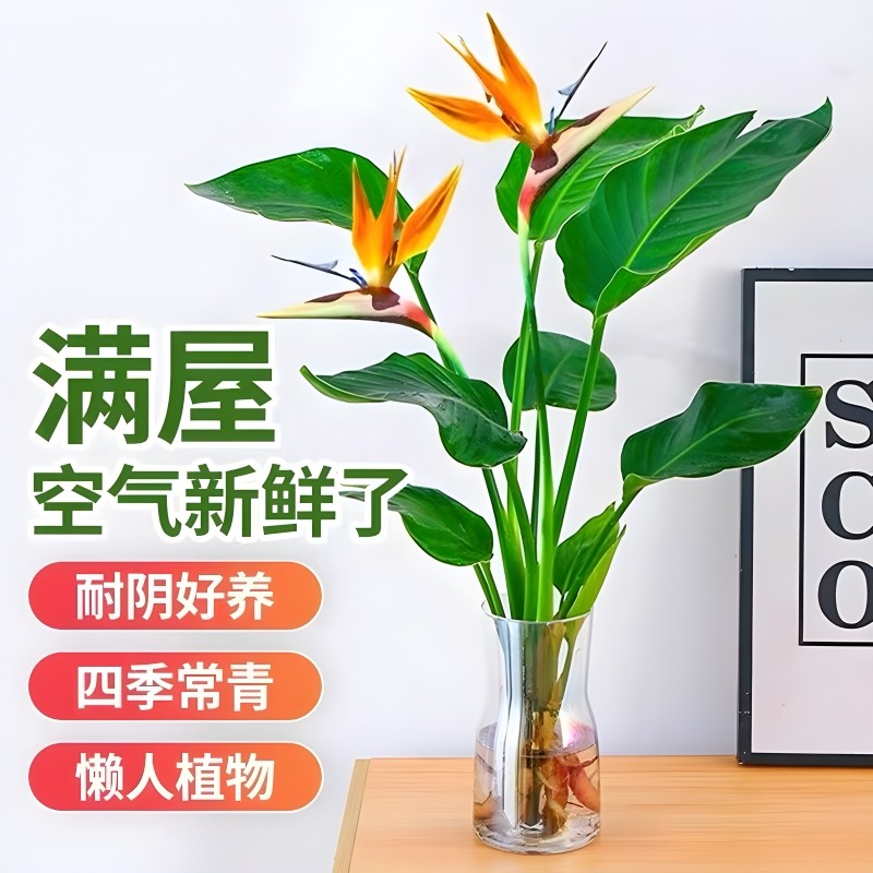 天堂鸟水培植物盆栽室内客厅绿植龟背竹吸甲醛驱蚊花卉四季好养活,鲜花速递/花卉仿真/绿植园艺,绿植,淘宝优惠券,粉丝福利购,淘宝优惠卷