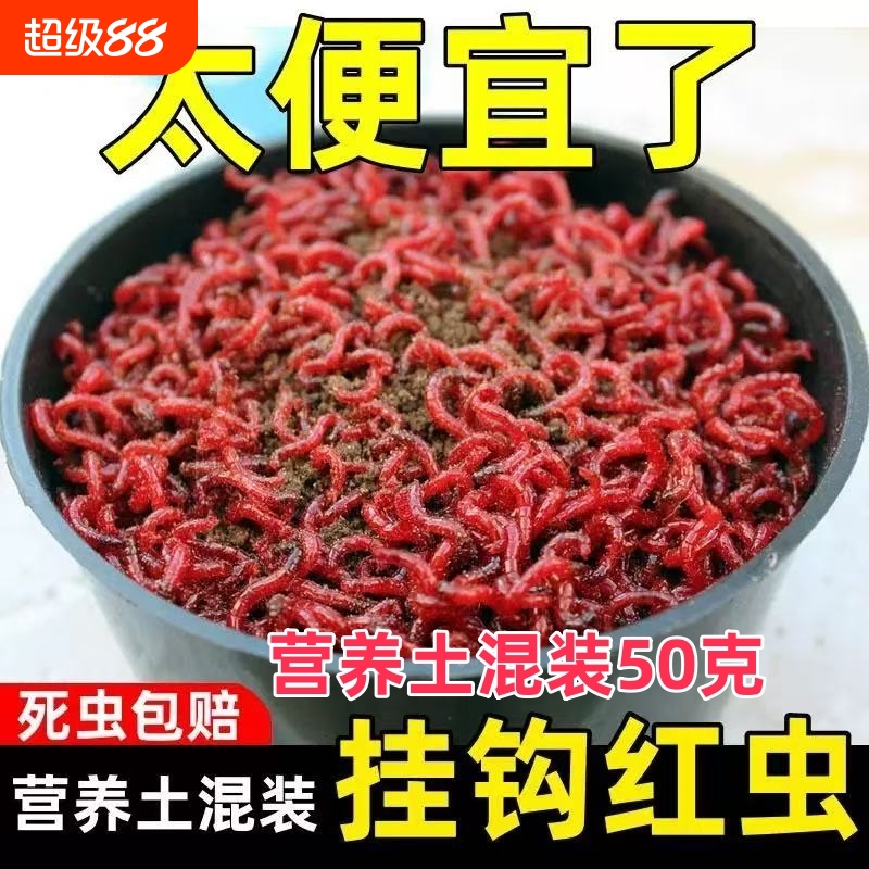 鲜活红虫营养土活饵特大号公虫鱼饵垂钓钓鱼拉饵野钓喂鱼食新鲜