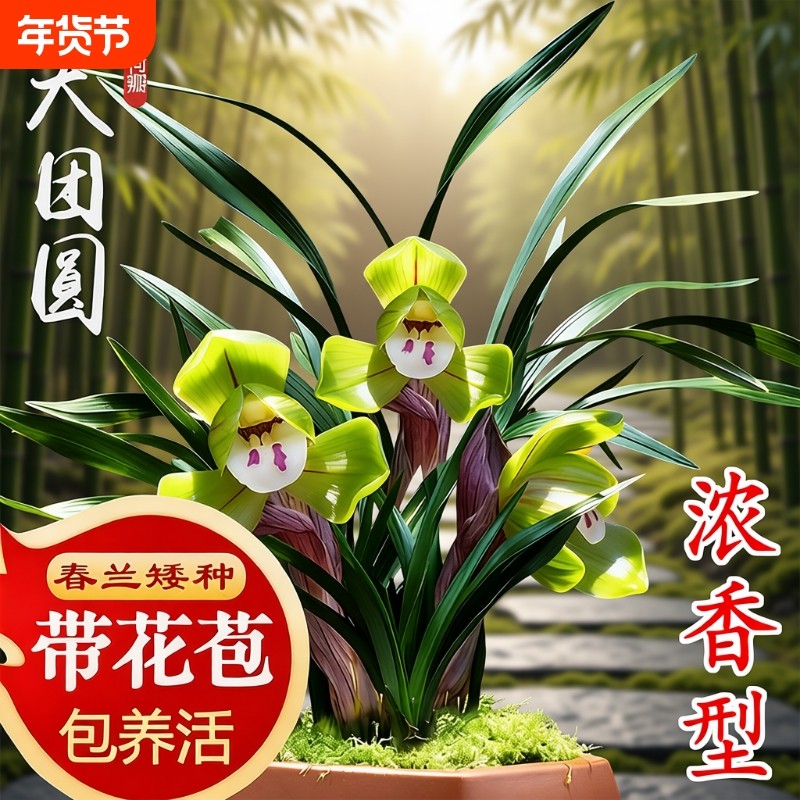 春兰带花苞名贵兰花苗矮种好养室内花卉绿植盆栽大富贵客厅办公桌