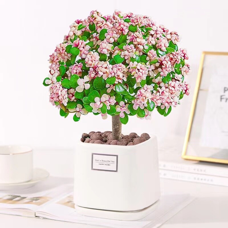金枝玉叶盆栽老桩多肉肉植物办公室内花好养水培绿植物四季开花卉图片