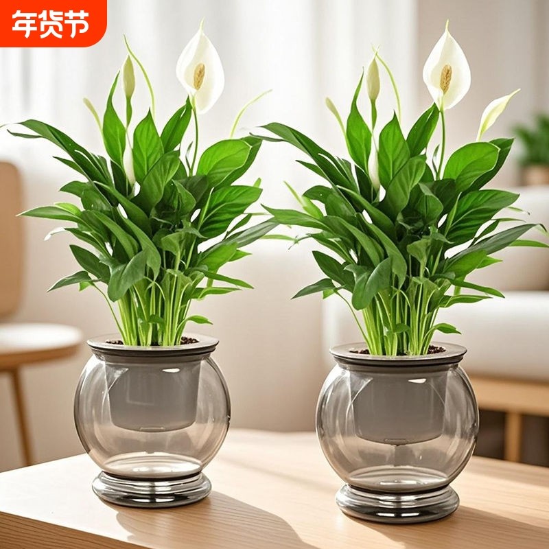 白掌盆栽风顺植物室内好养花卉净化空气客厅绿植开花鱼缸摆放家里