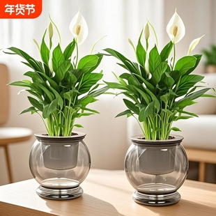 白掌盆栽风顺植物室内好养花卉净化空气客厅绿植开花鱼缸摆放家里