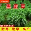 Товары от 天天特卖工厂