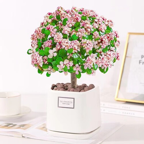 金枝玉叶盆栽多肉植物水培室内花卉办公老桩绿植好养多规格