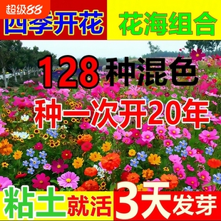 四季花种子除虫菊花种籽子野花组合播种格桑花大全庭院太阳花种孑
