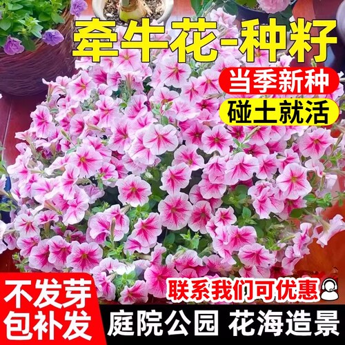 牵牛花种子四季植物种籽野花组合花种子月见草大花重瓣矮牵牛孔雀