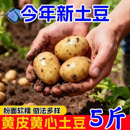 正宗恩施富硒黄心小土豆