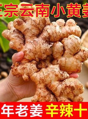 精选正宗云南小黄姜罗平生姜黄姜月子姜干姜产地批发新鲜食用