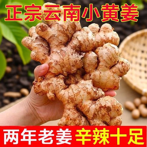 精选正宗云南小黄姜罗平生姜黄姜月子姜干姜产地批发新鲜食用