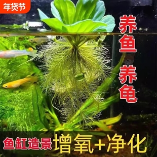 水草专用浮萍水培植物和鱼共养制氧净化水质造景水芙蓉增氧室内