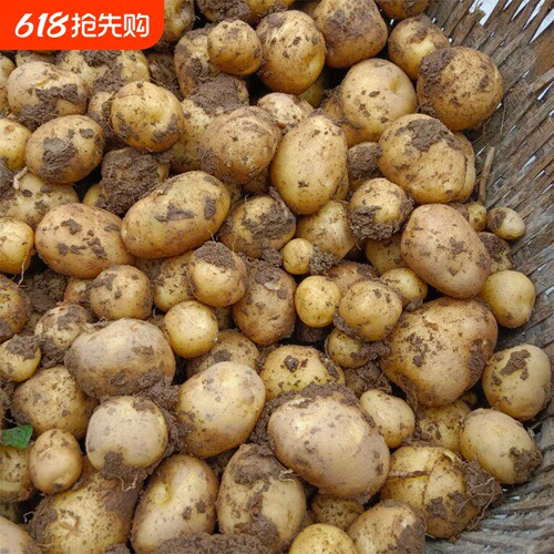 农家种植当季新鲜土豆洋芋