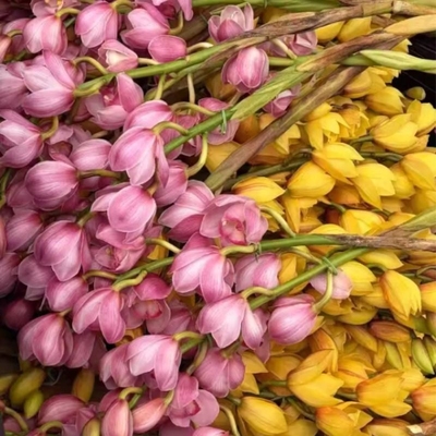 大花蕙兰鲜切花鲜花兰花带花苞大花惠兰水培绿植鲜花云南直发花束
