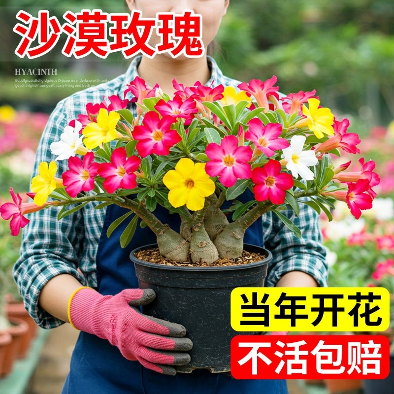 沙漠玫瑰盆栽重瓣带花苞特大号多肉植物室内绿植精品十年老桩盆景