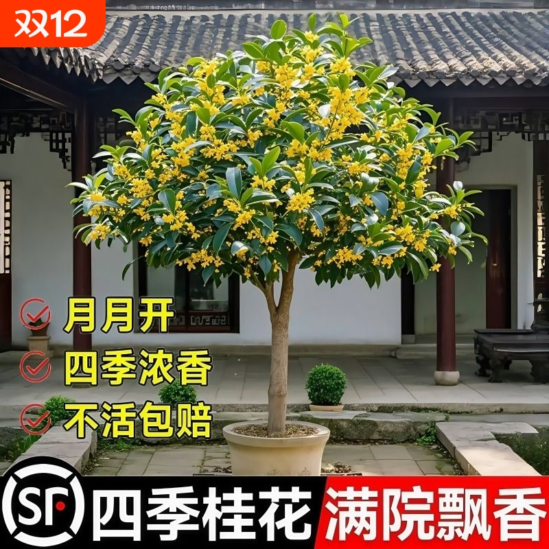 桂花树苗盆栽四季桂金桂庭院地栽老桩绿植物大树耐寒室内花卉浓香