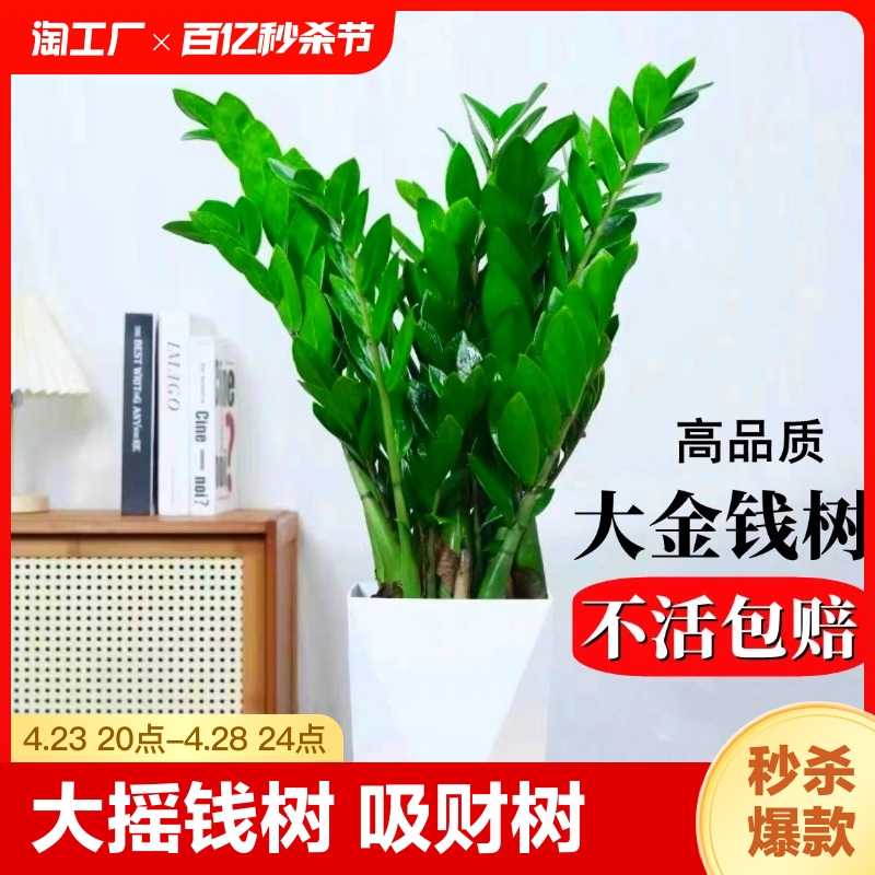 金钱树盆栽植物室内花卉大型客厅好养绿植大摇钱招财小发财树开业 鲜花速递/花卉仿真/绿植园艺 大型绿植/成品组合盆栽 原图主图