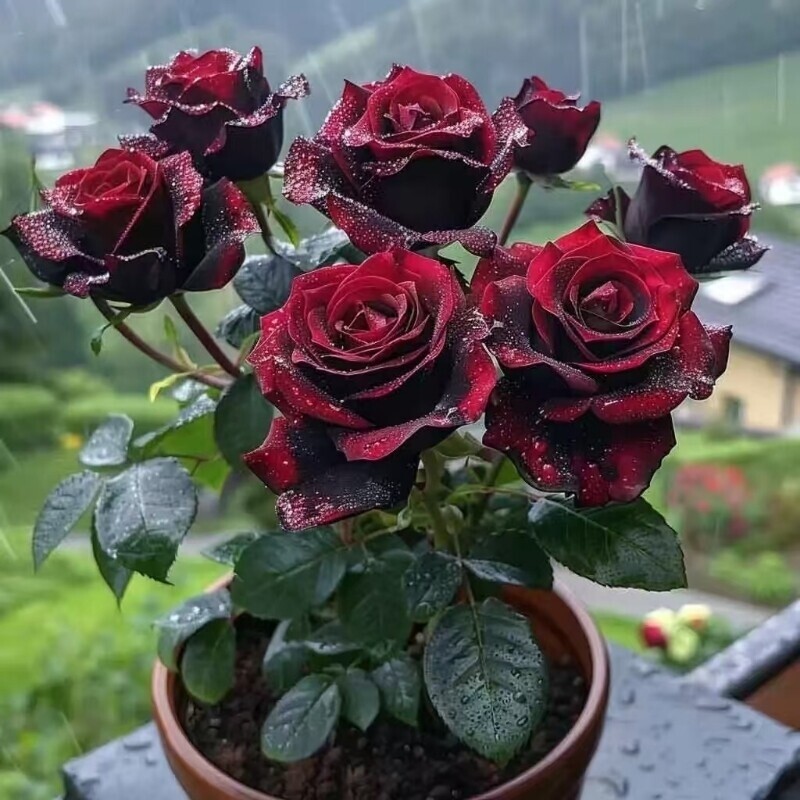 玫瑰花苗月季带花苞好养盆栽花卉耐寒树小绿植物鲜花庭院开花阳台