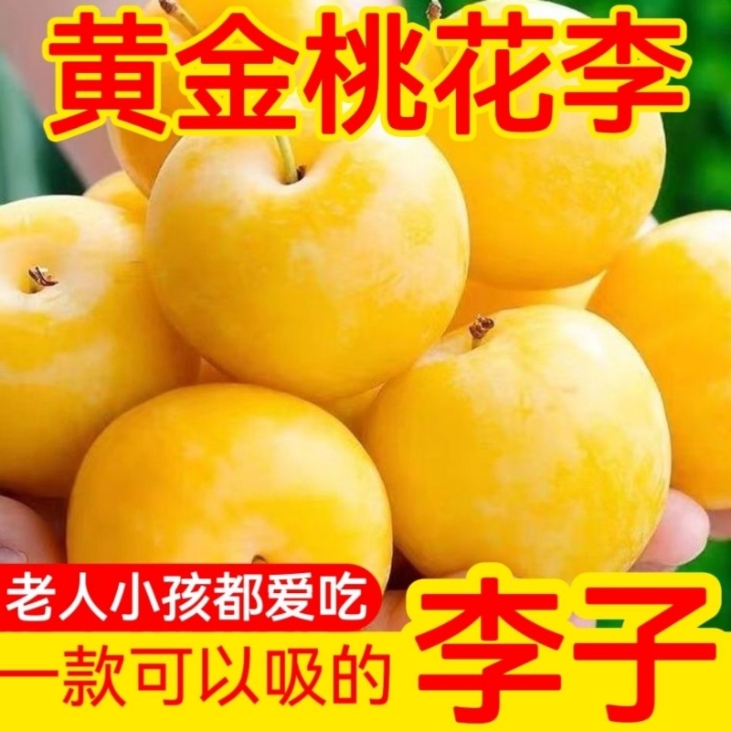 爆甜四川冰糖李子新鲜水果汉源桃花李蜂蜜李孕妇黄金奈李5斤包邮