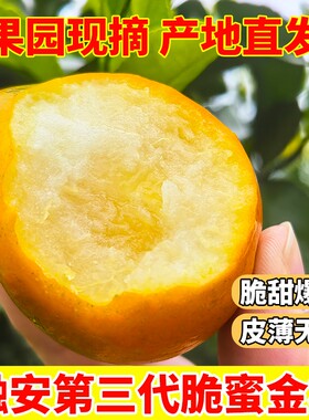 广西融安第三代脆蜜金桔纯甜无酸新鲜带皮吃当季孕妇水果产地直发