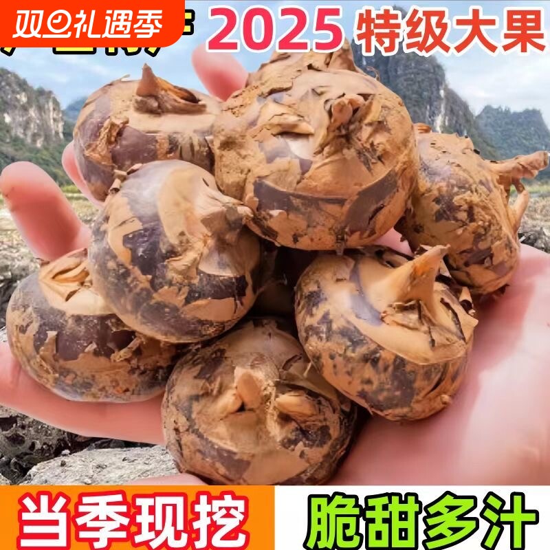 广西荔浦马蹄正宗荸荠地栗地梨