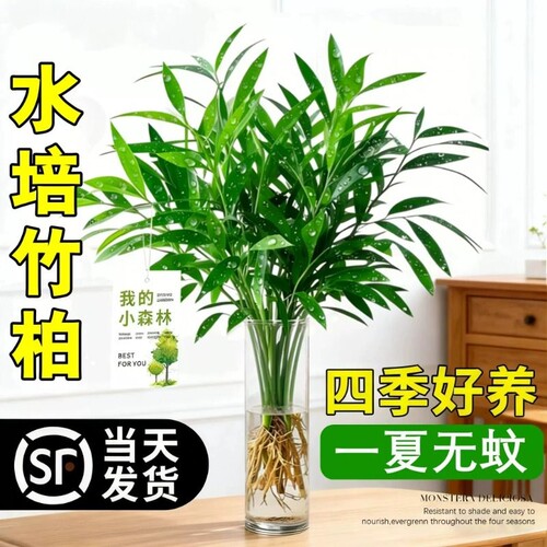 驱蚊竹柏水培植物室内盆栽