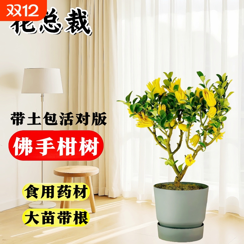 金华佛手柑可食用30天养死包赔