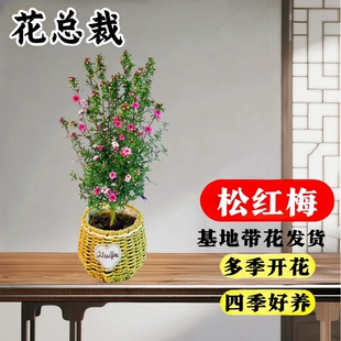 松红梅盆栽带花苞三色梅澳洲雪花梅室内客厅耐寒松叶牡丹植物花卉