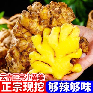 正宗云南小黄姜生姜新姜正宗新鲜黄姜肉厚辛辣原生态姜整姜