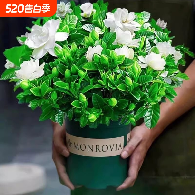 栀子花盆栽带花苞浓香四季开花花卉室内净化空气办公室绿植多规格