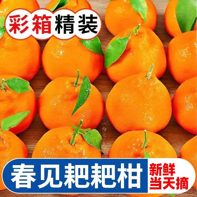 T地标授权四川正宗高山春见耙耙柑趴趴柑新鲜水果丑橘4.5斤新鲜水