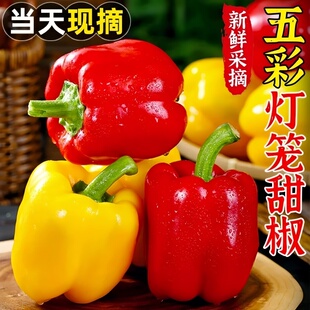新鲜水果彩椒甜椒露天种植新鲜现摘彩椒水果椒生吃甜椒露天蔬菜
