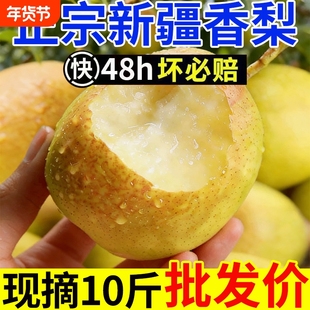 正宗新疆香梨新鲜水果梨子爆甜红香酥梨源自库尔勒杂交品种批发