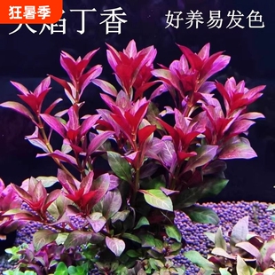 鱼缸水草造景紫红火焰丁香水草植物真草绿植养鱼水培沉底定植好养