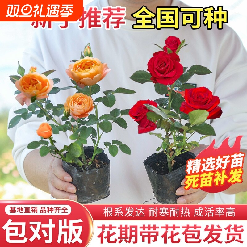 玫瑰花苗月季小苗四季开花阳台盆栽花卉庭院爬藤绿植物大藤本蔷薇