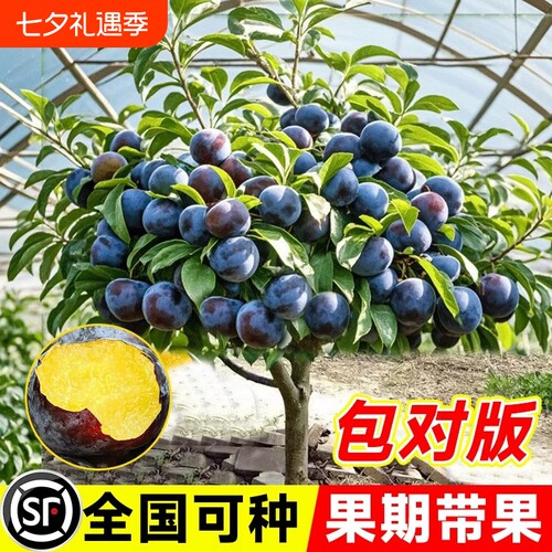 特大李子树果苗蜂糖嫁接晚熟