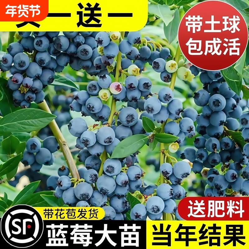 【买一送一】蓝莓树果苗盆栽大苗阳台水果树苗南北方庭院种植结果,鲜花速递/花卉仿真/绿植园艺,果树,淘宝优惠券,粉丝福利购,淘宝优惠卷