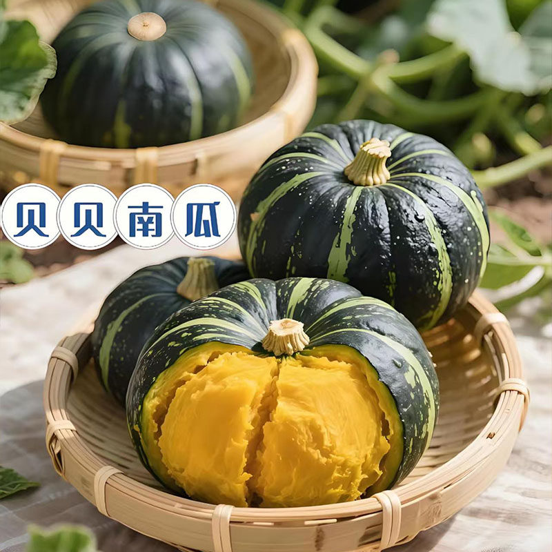 正宗贝贝南瓜批发香甜真新鲜婴幼儿蔬菜辅食整箱小南瓜板栗蛋黄