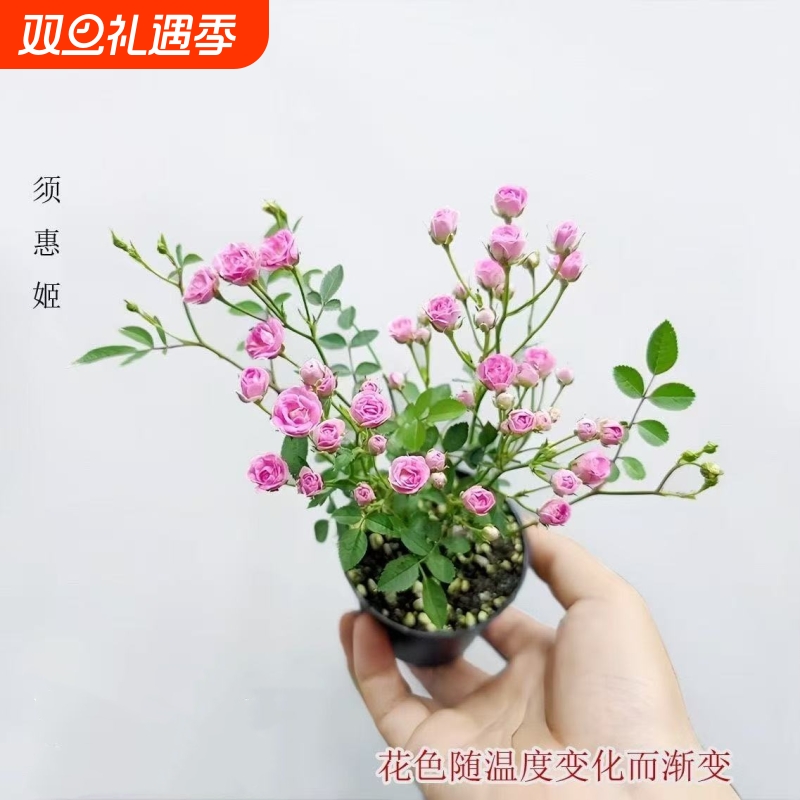 【开花机器】须惠姬带花苞超微月季好养花室内外绿植花卉小盆栽