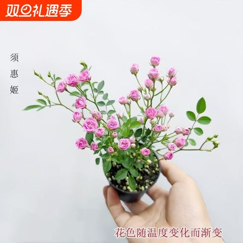 【开花机器】须惠姬带花苞超微月季好养花室内外绿植花卉小盆栽