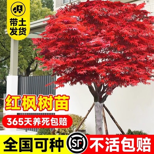 日本红枫树苗四季红舞姬老桩盆景盆栽庭院室外耐寒植物苗客厅枫叶