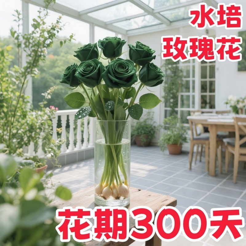 【水培土培】浓香型玫瑰花驱蚊虫重瓣水培耐热花卉办公室绿植盆栽