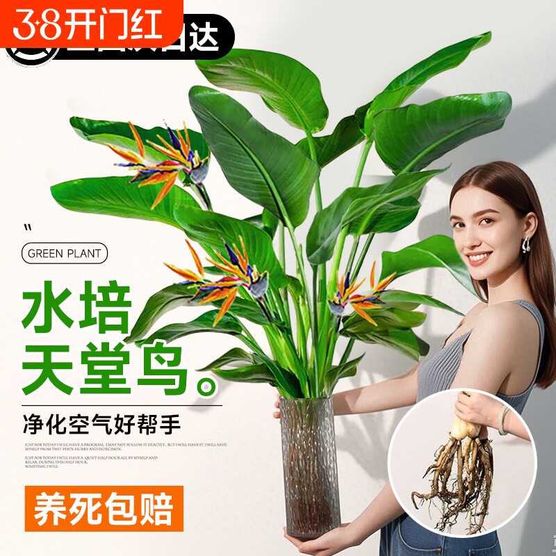 水培植物天堂鸟绿植室内外客厅桌面花卉盆栽鹤望兰四季常青吸甲醛