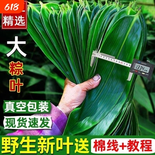粽子叶新鲜大号粽叶包粽子专用棕叶特大号竹叶现摘包粽子的叶子叶