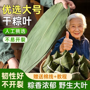粽叶粽子叶新鲜特大号干棕叶包粽子专用材料芦苇竹叶叶子野生糯米